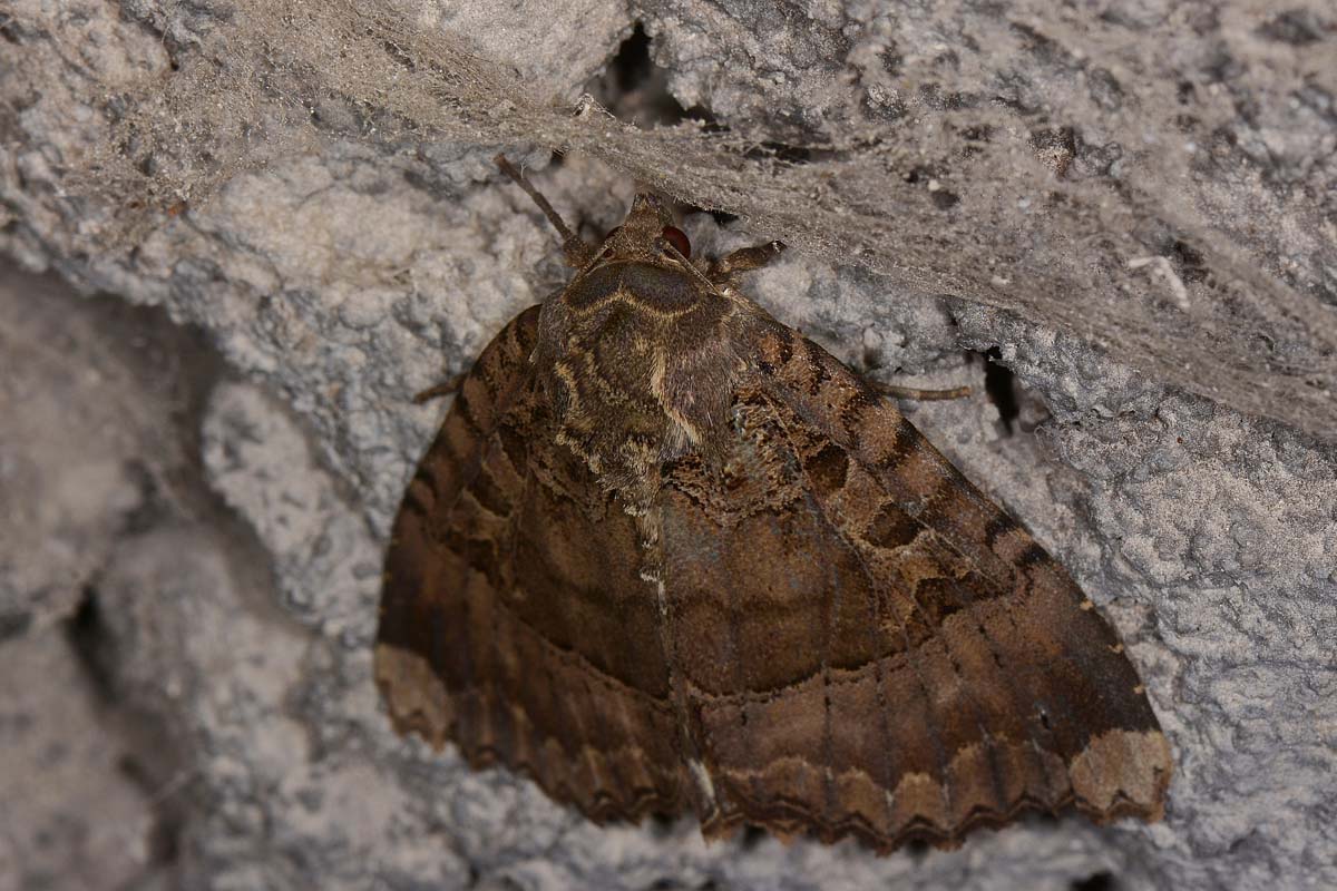 Noctuidae di galleria - Mormo maura